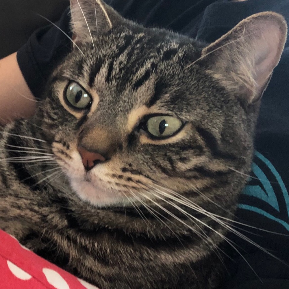 Meet your Posher, Hannady